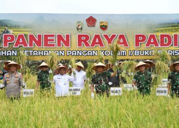 Wagub Sumut Bersama Panglima TNI Panen Raya Padi di Deliserdang