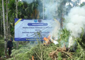 BNN MUSNAHKAN 69 TON GANJA DI ACEH UTARA  Aceh Utara, 6 November 2025