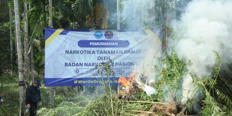 BNN MUSNAHKAN 69 TON GANJA DI ACEH UTARA  Aceh Utara, 6 November 2025